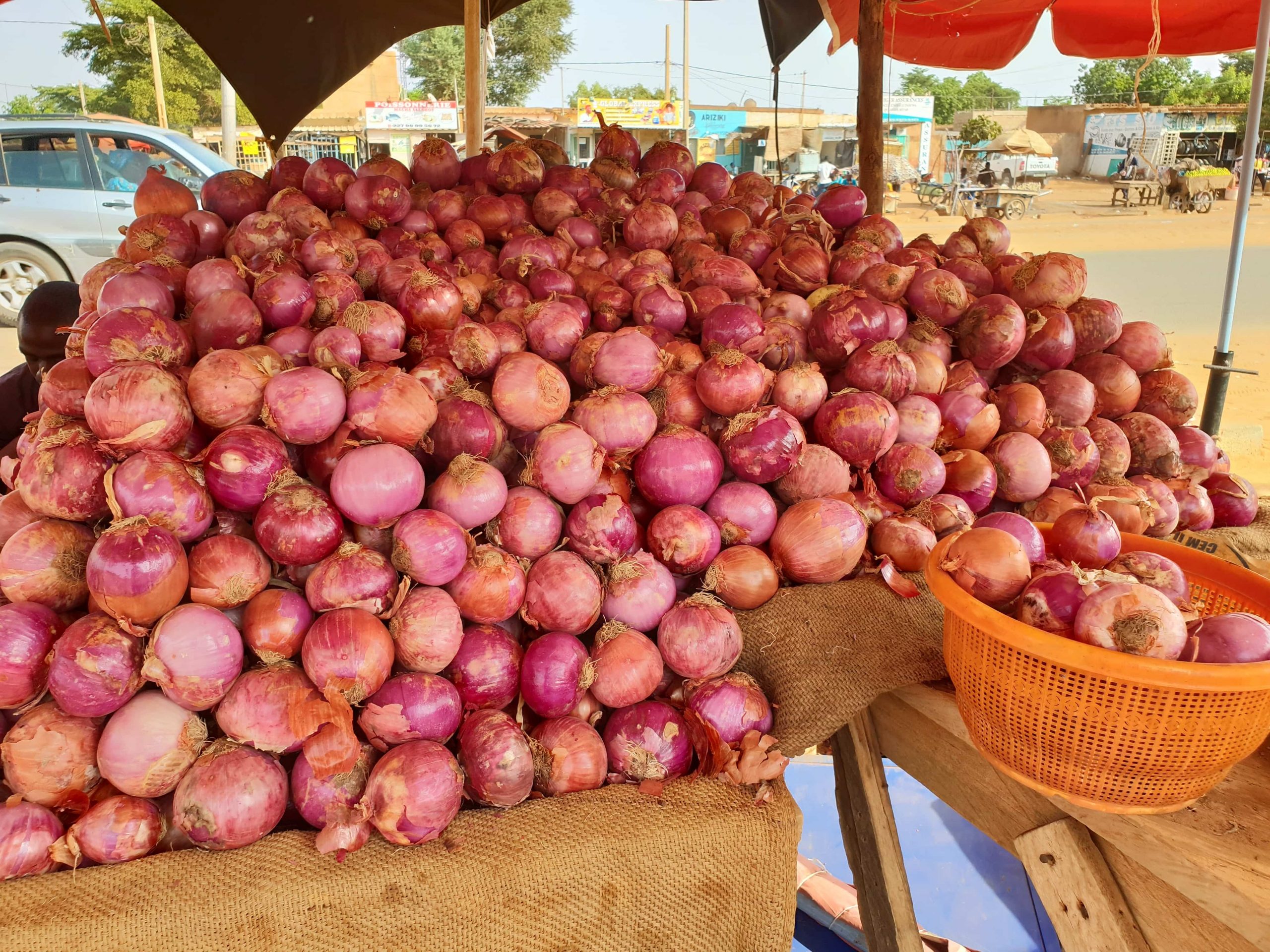 L’importance de la labélisation de l’oignon de Galmi