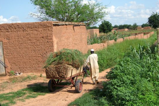 Un villageois tirant sa charette conteant des bottes de mil à oré Maïroua, le 10 septembre 2007