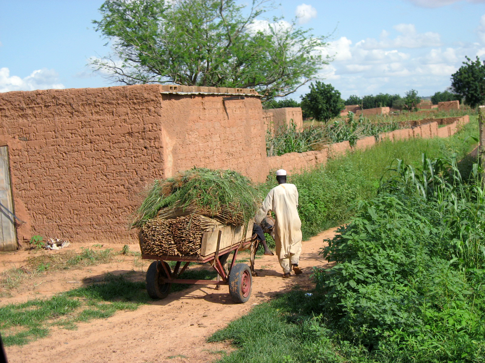 Niger : 1 200 villages agricoles de Zinder déclarés déficitaires