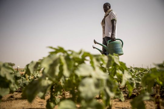 La MINUSMA accompagne les jeunes à travers l’agriculture. Le Projet s’inscrit dans le cadre de la promotion de l’emploi des jeunes au niveau de la ville de Gao et du renforcement de des capacités de résilience des jeunes. Son objectif principale est d’améliorer les conditions des populations, couvrir les besoins des agriculteurs en vivre et freiner l’exode massif des jeunes vers l’extérieur. En plus de l’élevage de la volaille et du maraîchage, l’association projette dans l’avenir d’augmenter la ferme par la pisciculture et l’élevage des petits ruminants et des vaches.