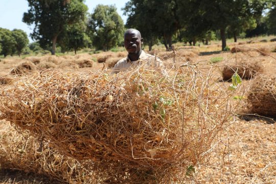 Un agriculteur tenant une botte de foin de niébé