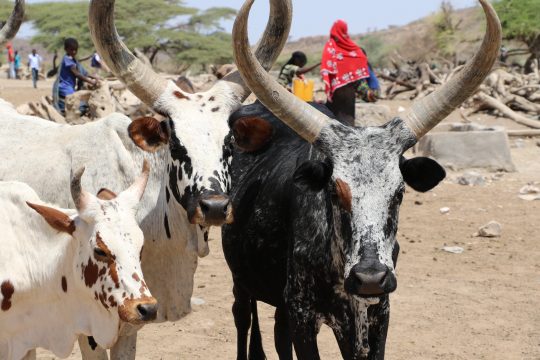 Trois saisons des pluies ratées ont entraîné la pire sécheresse en Éthiopie depuis 50 ans. Dans tout le pays, 250 000 personnes seraient déplacées sur plus de 25 sites. La zone Siti dans la région somalienne du pays est l'une des plus durement touchées. Jusqu'à 90 % du bétail de la région est mort. Les familles se sont maintenant déplacées dans les villages où elles partagent les quelques sources d'eau restantes. Pour les pasteurs, l'eau est la source de toute vie et la base de leurs moyens de subsistance. Sans eau, il n'y a pas de pâturage pour leurs animaux, et sans animaux, il n'y a pas de lait pour leurs enfants, sans parler de viande ou de revenu. Le service d'aide humanitaire et de protection civile de la Commission européenne (ECHO) a aidé des partenaires à répondre aux besoins les plus urgents tels que l'eau, la nutrition, la nourriture et le fourrage pour les animaux.