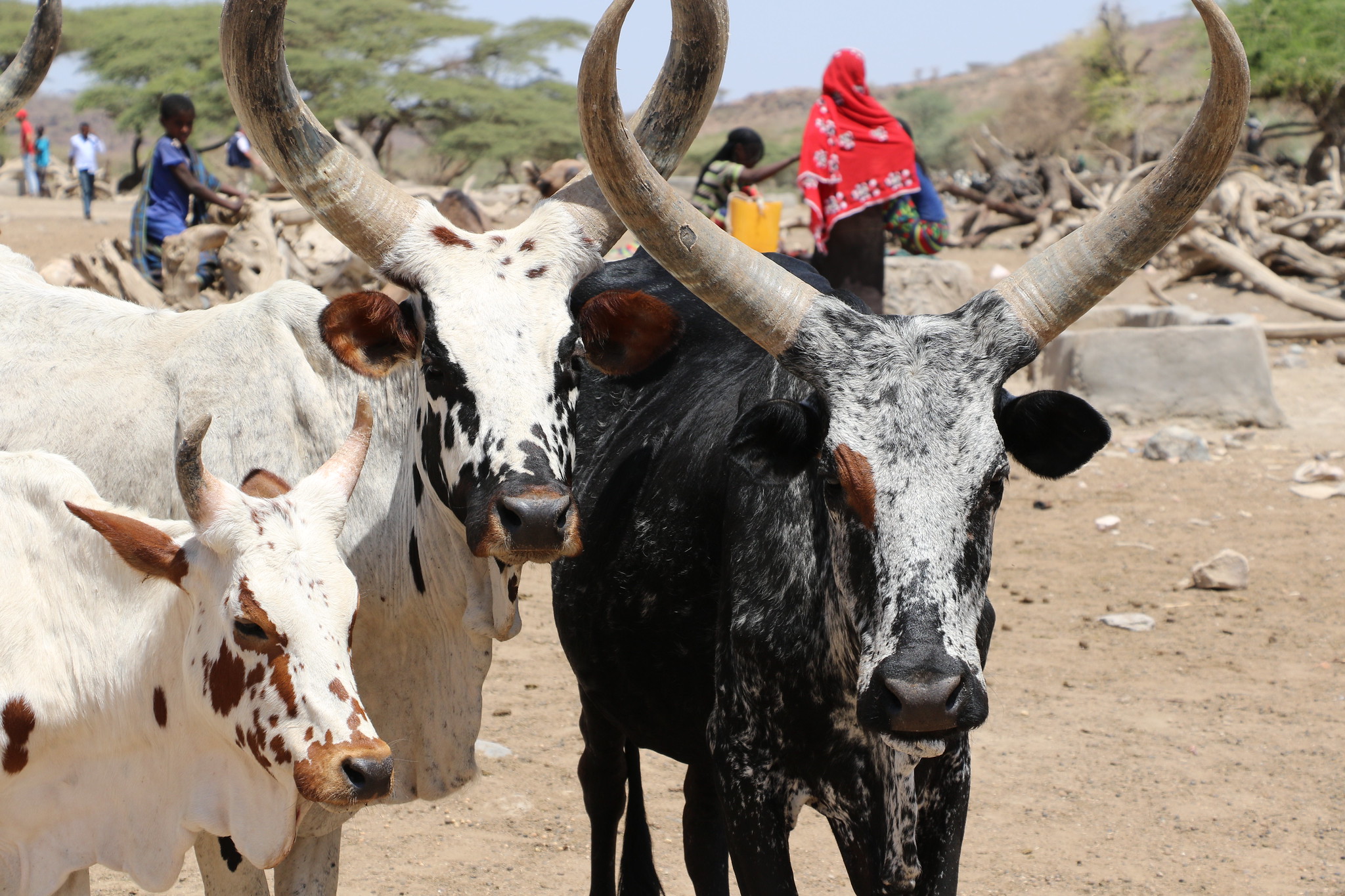 Santé : Des cas de péripneumonie contagieuse bovine détectés à Dogondoutchi