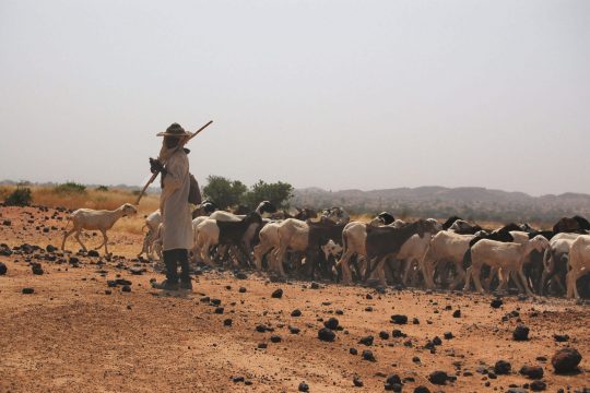 Berger peul gardant son troupeau de moutons © Boyer, Florence / Source : www.indigo.ird.fr