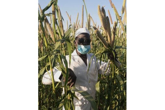 Oudou Maïga dans son champ de Mil