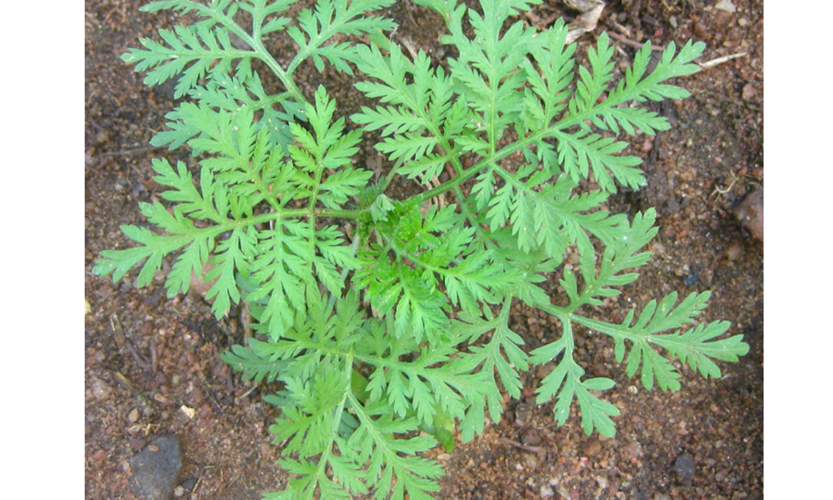 Fact-checking sur l’Artemisia considéré comme un remède contre la covid-19