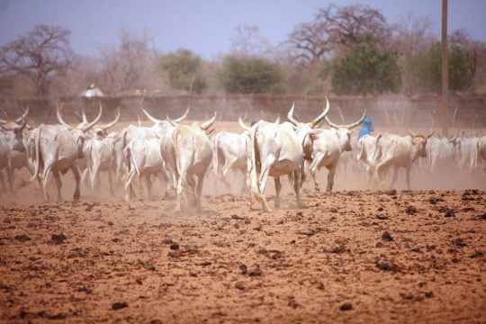 Des vaches en pâturage