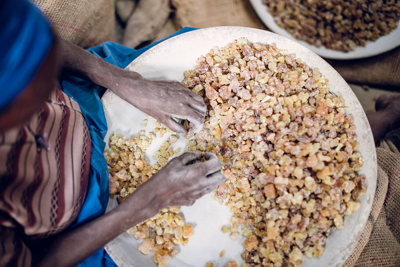 Problématique de la filière gomme arabique du Niger