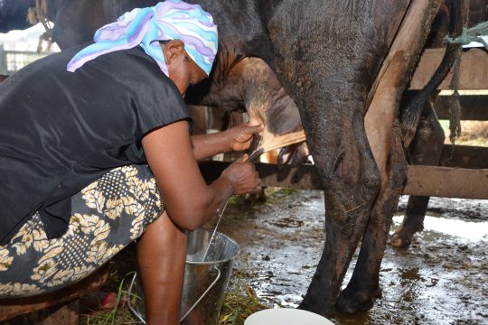 Une femme entrain de traire une vache à Tanga, Tanzanie,
