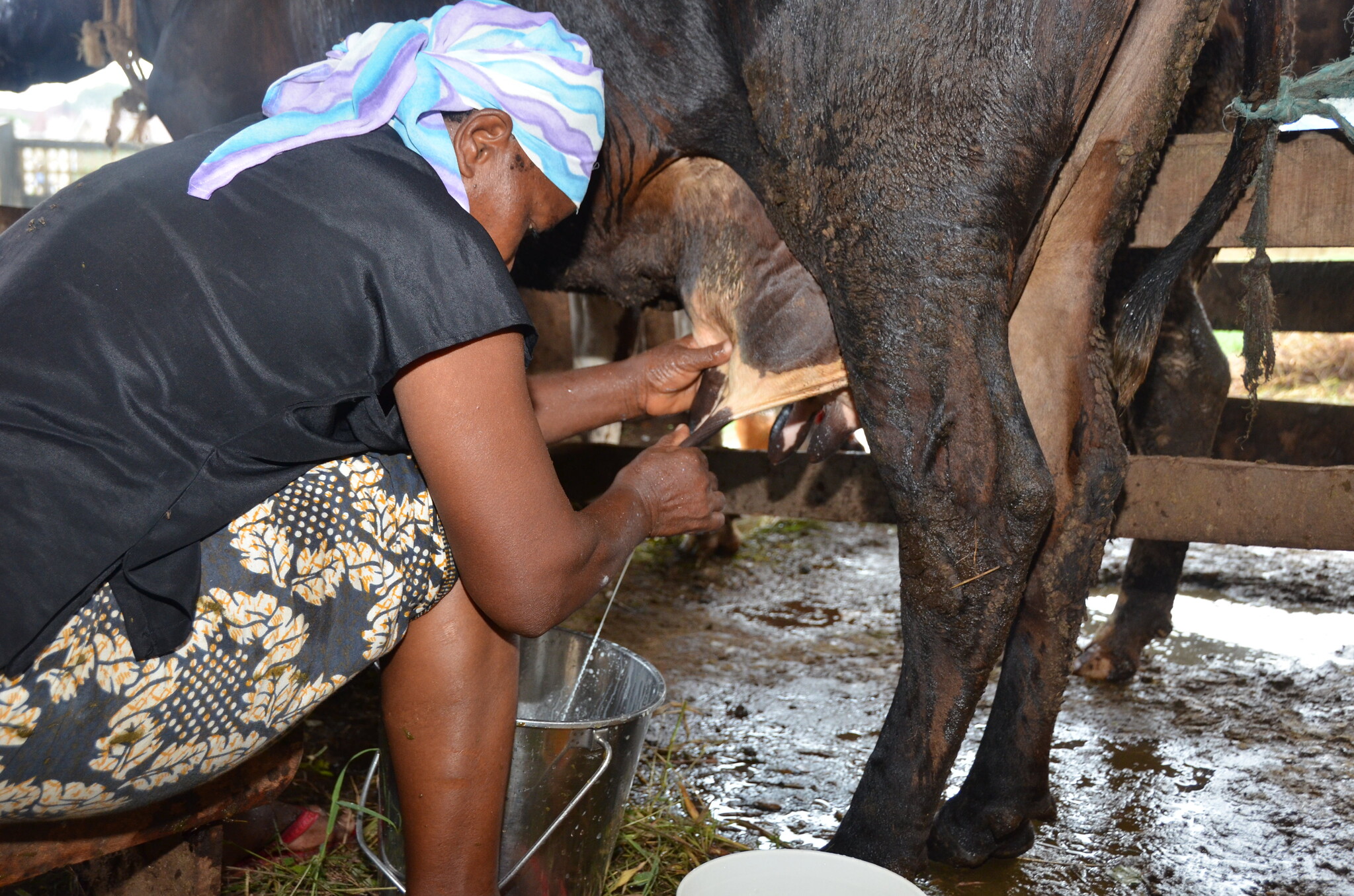 La consommation et la transformation du lait local