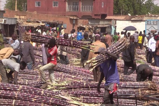 Comptoir de canne à sucre au marché de Boukoki à Niamey