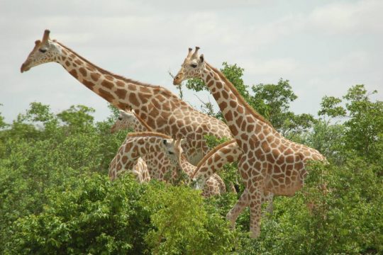 Des girafes dans la réserve de Kouré