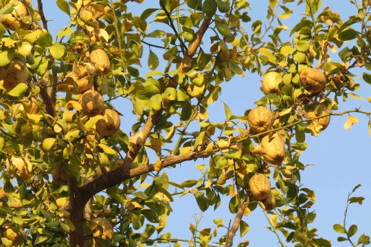 Fruits de Balanites aegyptiaca.