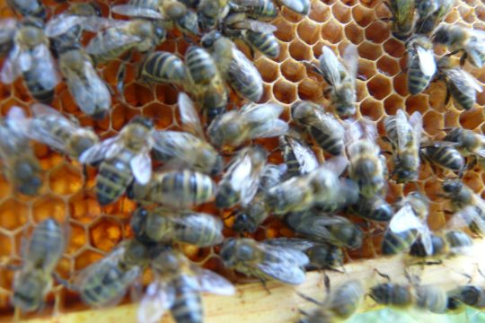 Des abeilles dans une ruche.