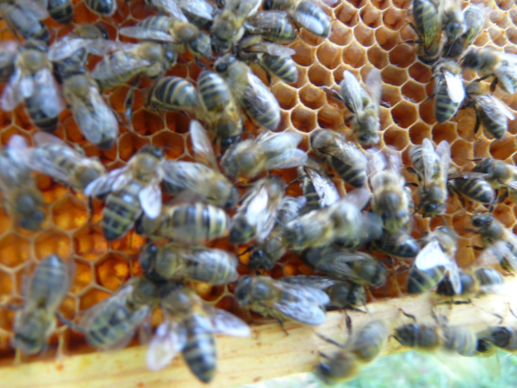 Production et commercialisation du miel au Niger
