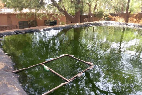 Un étang de pisciculture
