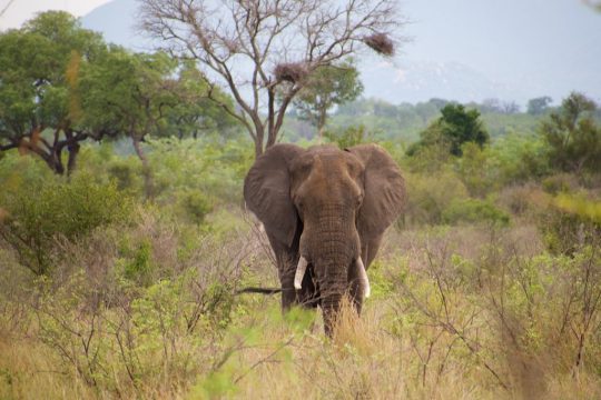 Dans la région de Diffa, des braconniers ont abattu un éléphant, une espèce protégée au Niger