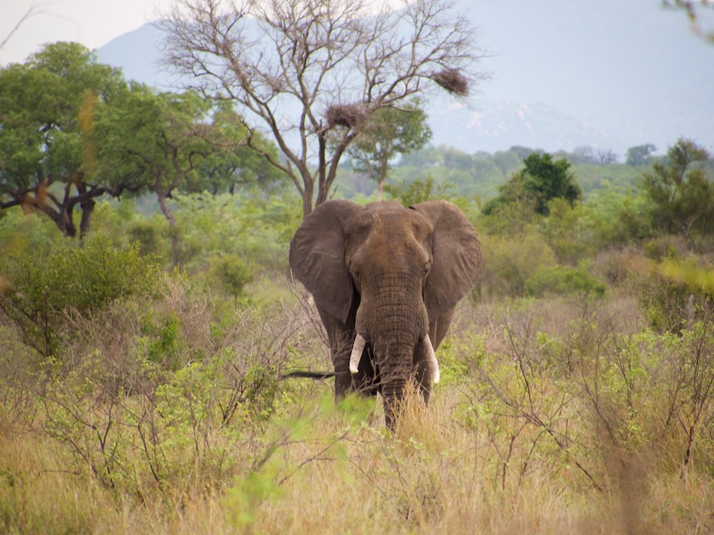 Diffa : des braconniers abattent un éléphant