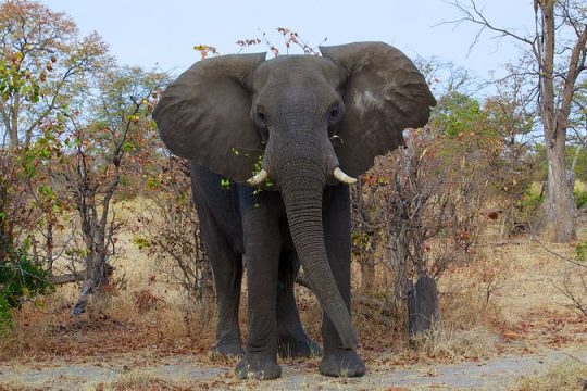 Un éléphant au milieu d'une forêt