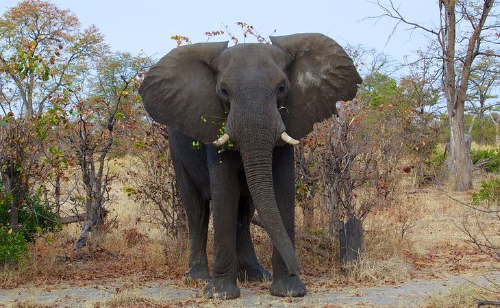 Le Niger et de ses partenaires impliqués dans la protection de la faune