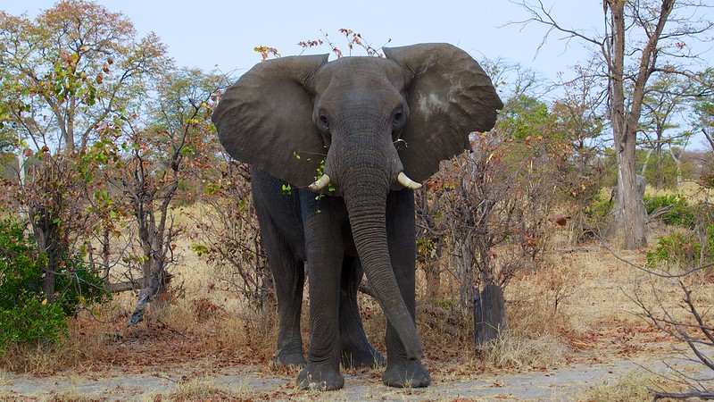 Le Niger et de ses partenaires impliqués dans la protection de la faune