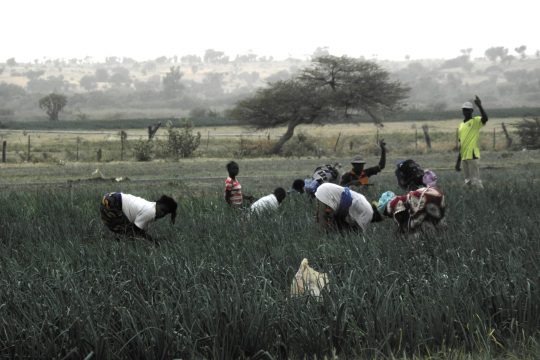 Des femmes récoltent de l'oignon