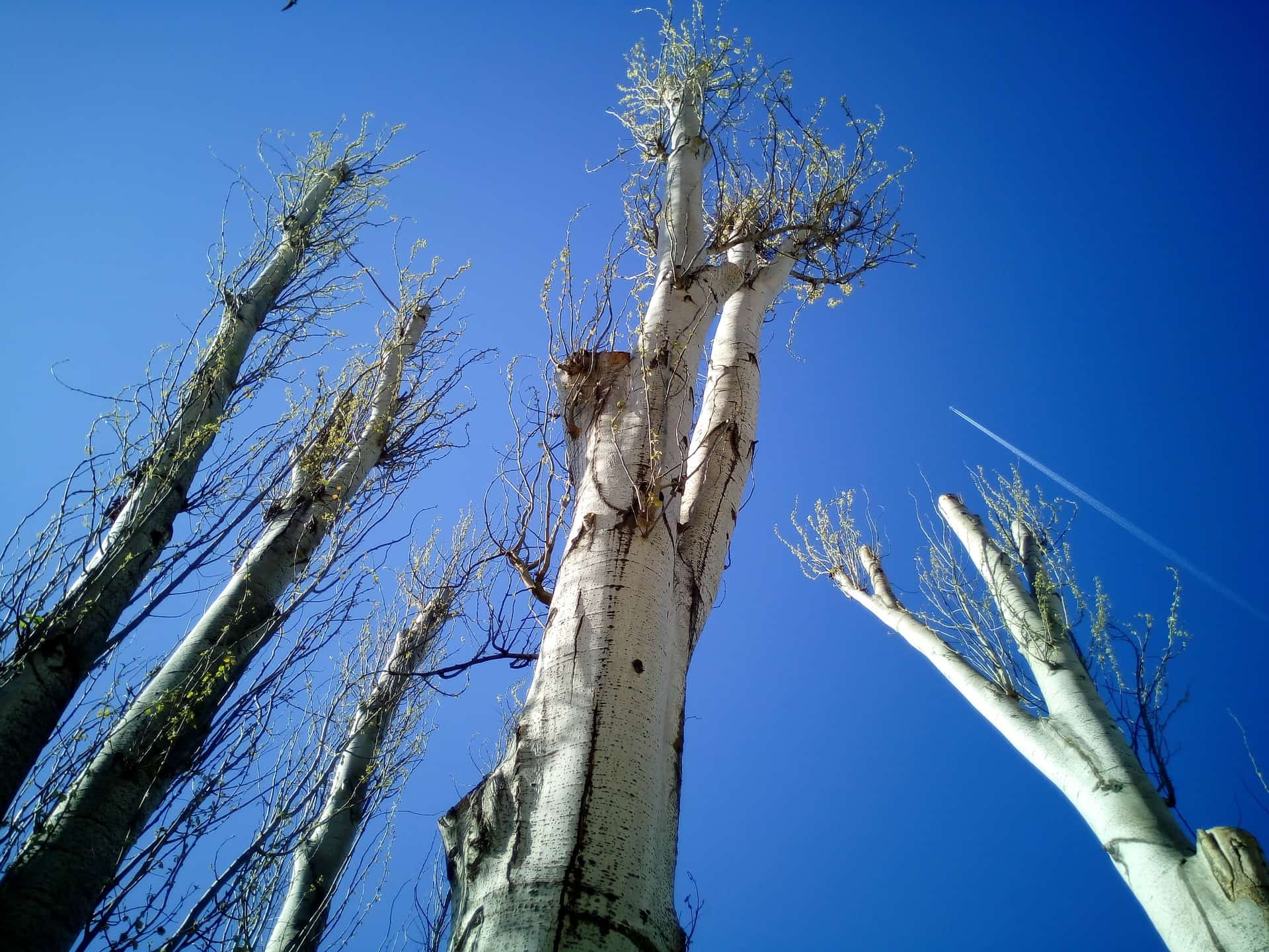 Quelles sont les techniques d’élagage des arbres ?