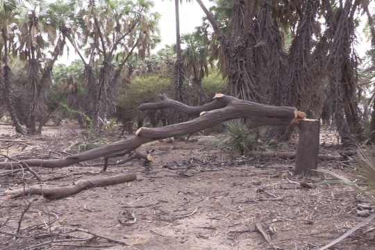 Un arbre abattu dans les cuvettes de goudimaria à Diffa