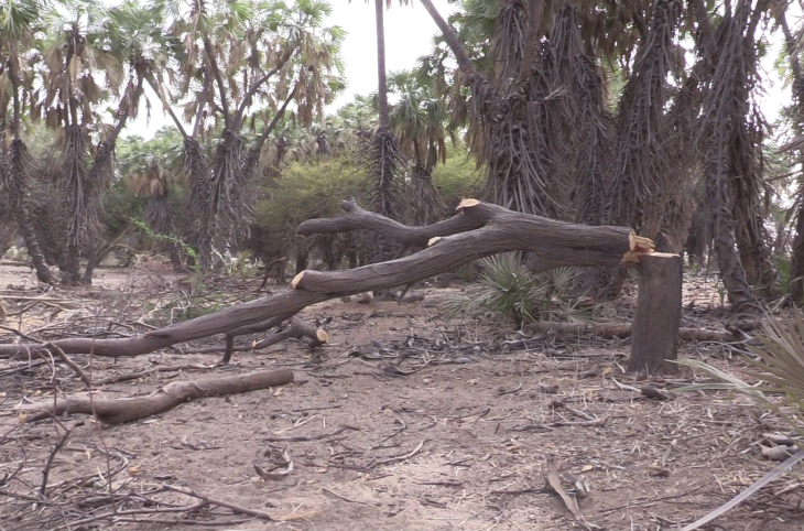 Les conséquences de l’abattage des arbres à Diffa
