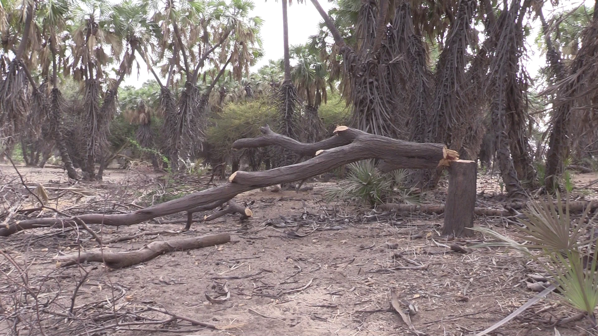 Les conséquences de l’abattage des arbres à Diffa