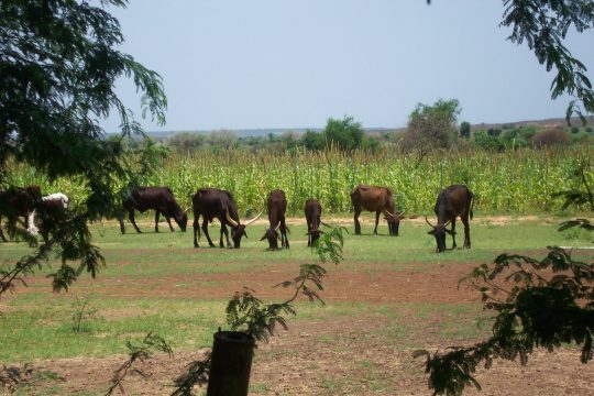 Des vaches à proximité d'un champ, Galmi (Tahoua, Niger)