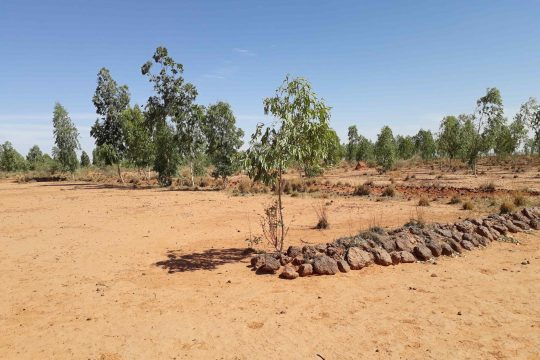 Site de récupération de terre de Darey, commune de Tondikiwindi, département de Ouallam