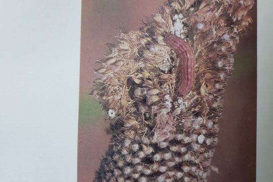 Plusieurs régions du Niger signalent des attaques d’ennemis de culture, ce sont 236 hectares qui ont été infectés.