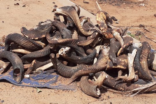 Des cornes de mouton prise après la fête de Tabaski à Niamey