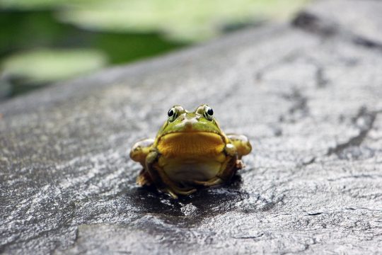 Une grenouille - Photo par ustin Santaniello - Source: unsplash.com