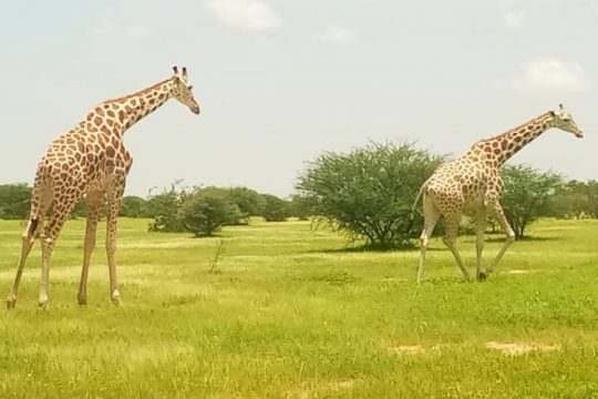 Des girafes dans la réserve de Gadabéji - Studio Kalangou