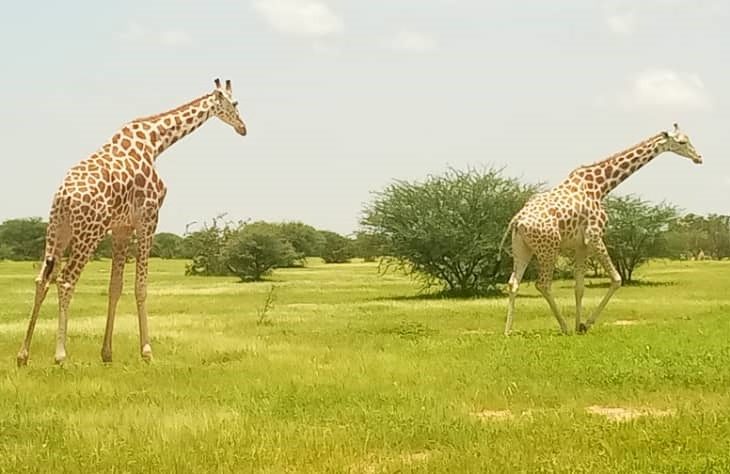 Historique de la réserve biosphère de Gadabéji, dans la région de Maradi