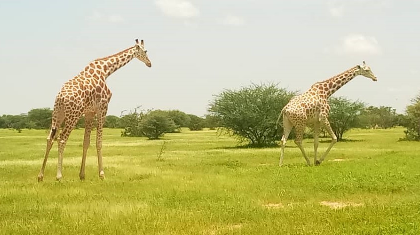 Historique de la réserve biosphère de Gadabéji, dans la région de Maradi