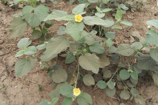 Plante de Sida cordifolia