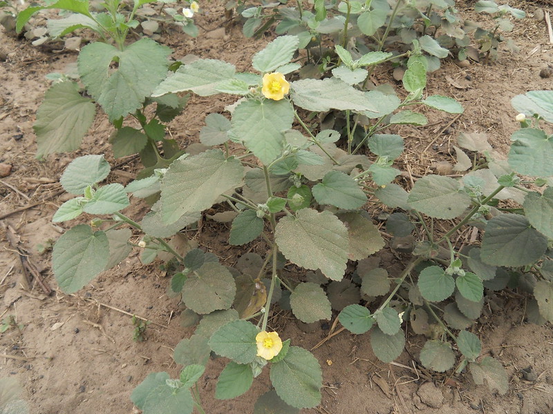 Impact de la plante Sida cordifolia sur l’élevage à Maradi