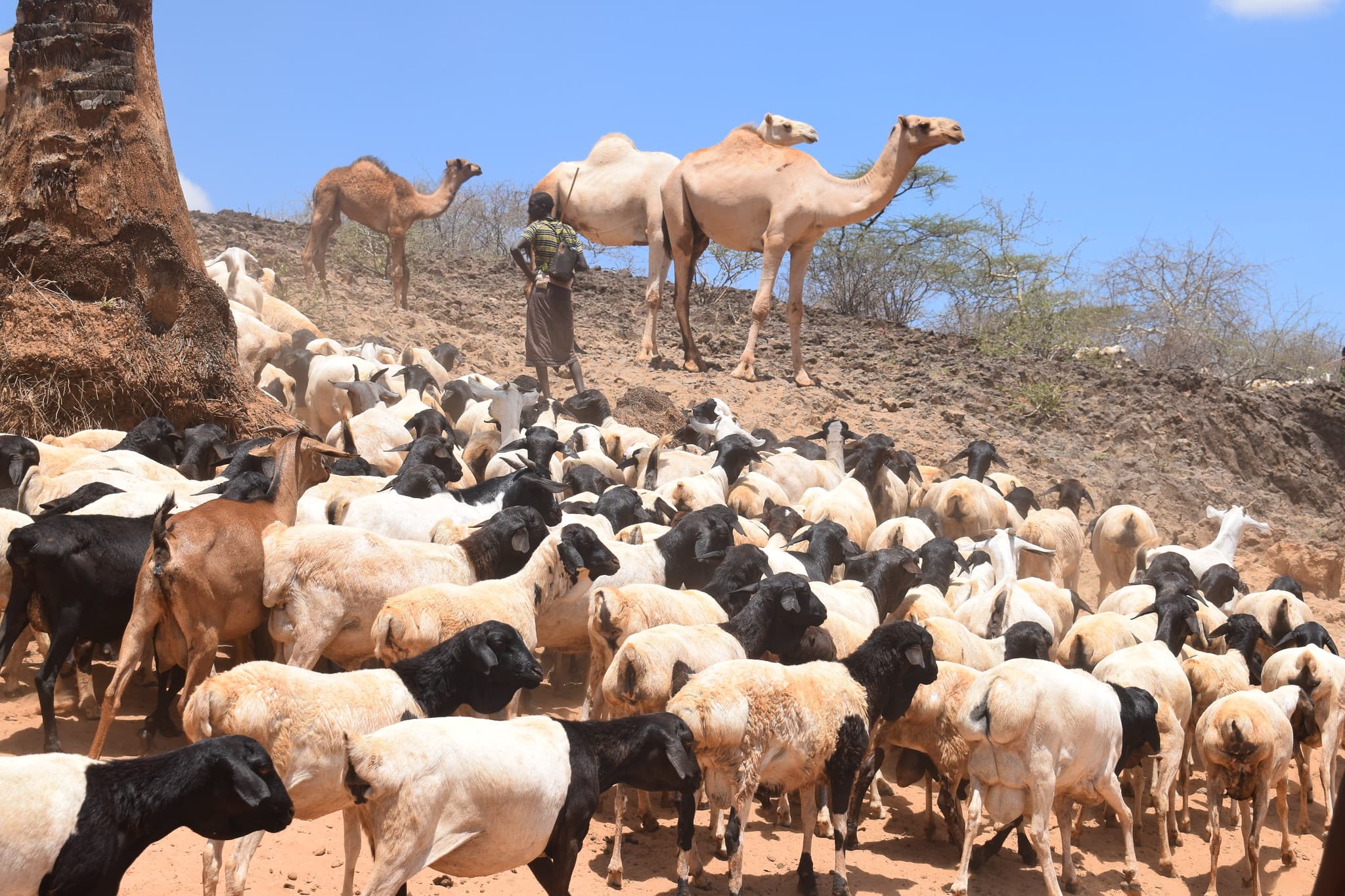 Situation du pastoralisme dans la région de Tahoua