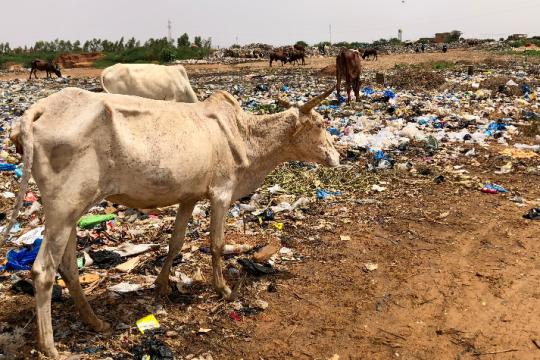 Des animaux à côté de déchets plastiques - crédit photo: RadioFr