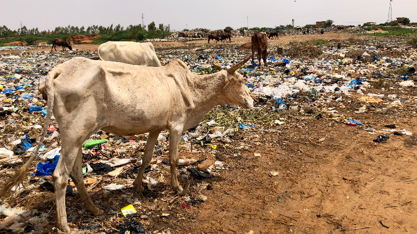 Impact des déchets plastiques sur la santé animale