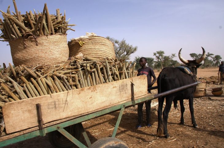 La campagne agricole 2022 au Burkina Faso, au Mali et au Niger