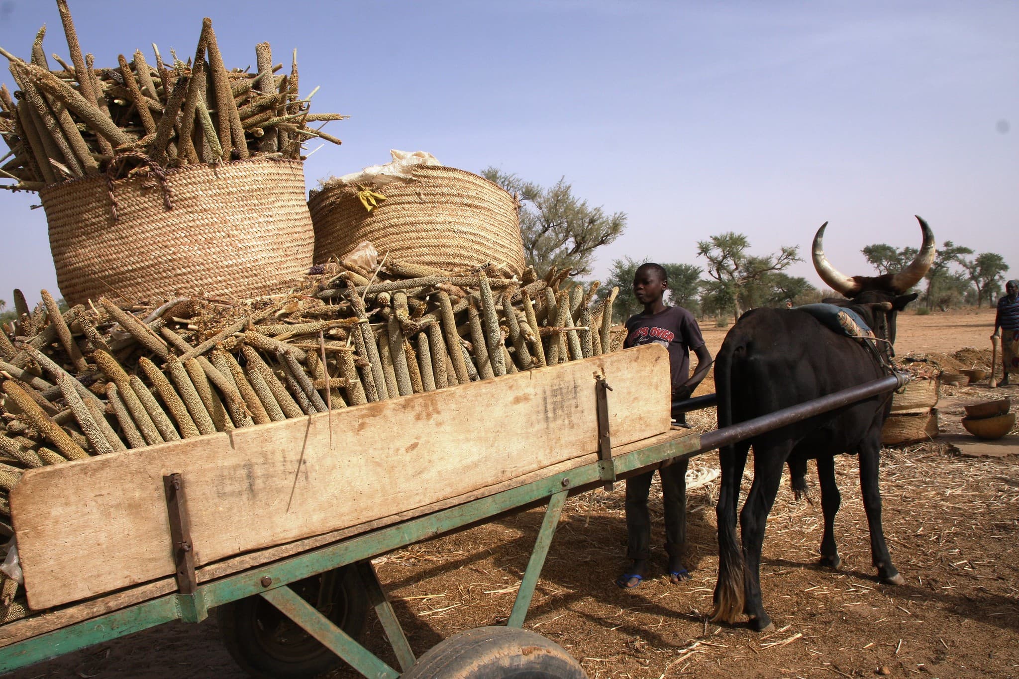 La campagne agricole 2022 au Burkina Faso, au Mali et au Niger