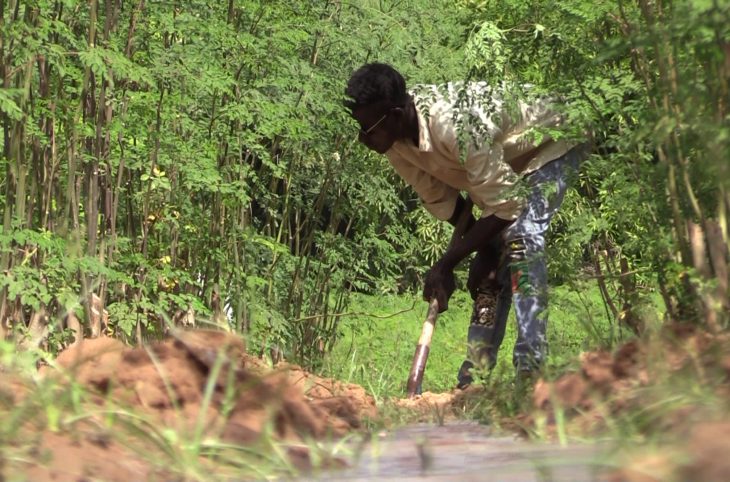 Quels sols pour quelles cultures au Niger ?