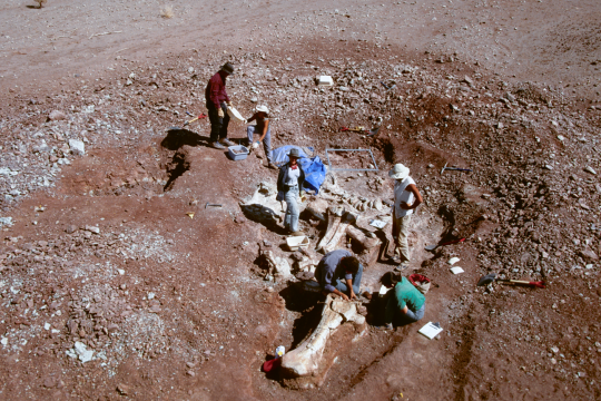 Une équipe de paléontologues dans le cimetière des dinosaures d'Agadez plus connu sous le nom de "Gadafawa" - CC Didier Dutheil