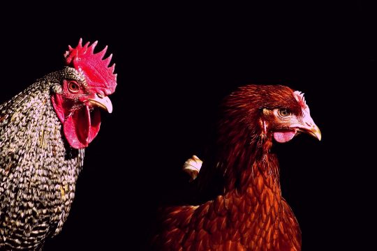 Un coq et une poule / Crédit photo: Robert Zetzsche / Source: flickr.com - Licence CC BY-NC 2.0