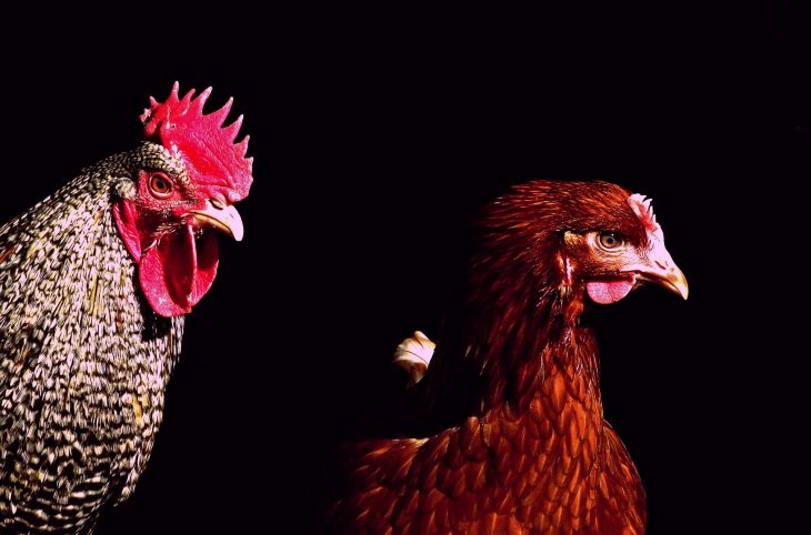 En bref. Sport, grippe aviaire, humanitaire : les informations de la semaine