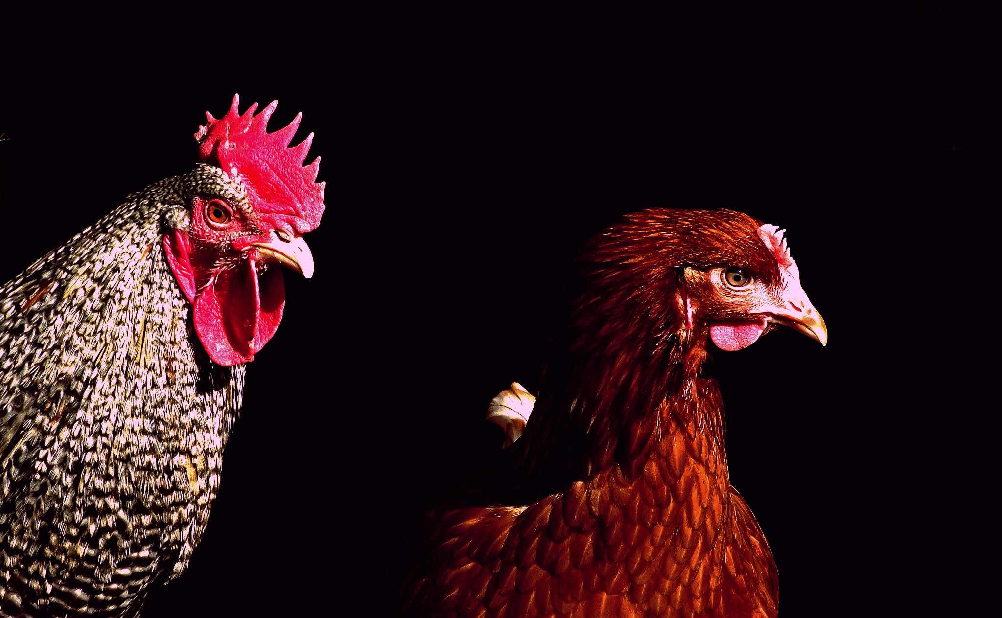 En bref. Sport, grippe aviaire, humanitaire : les informations de la semaine